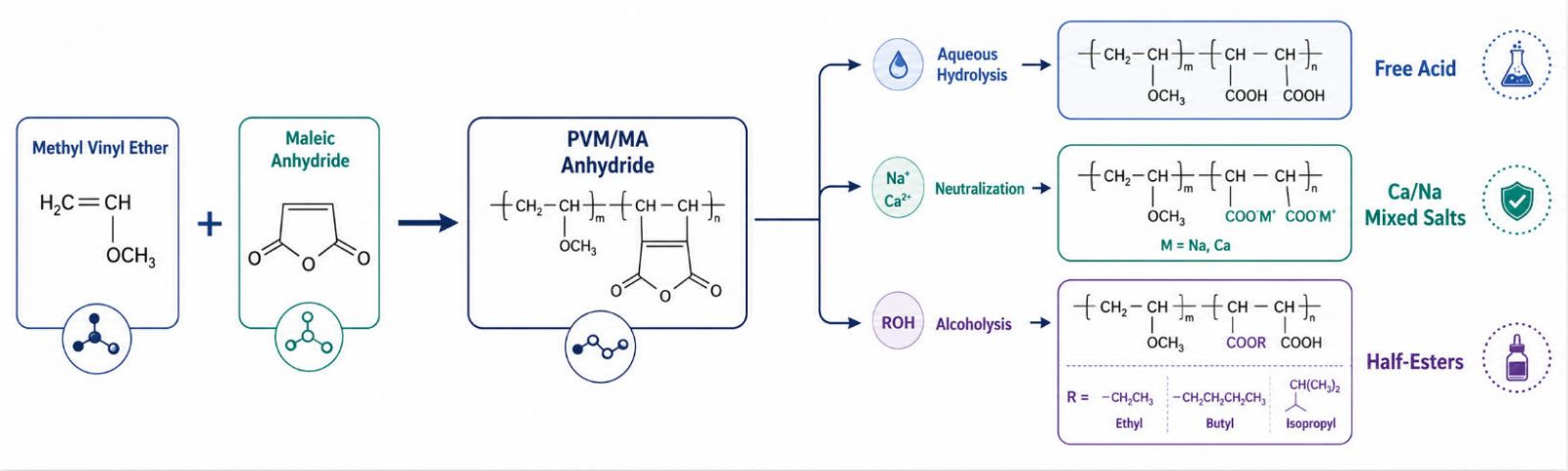 PVM/MA Copolymer Structural Hydrolysis & Esterification Pathways