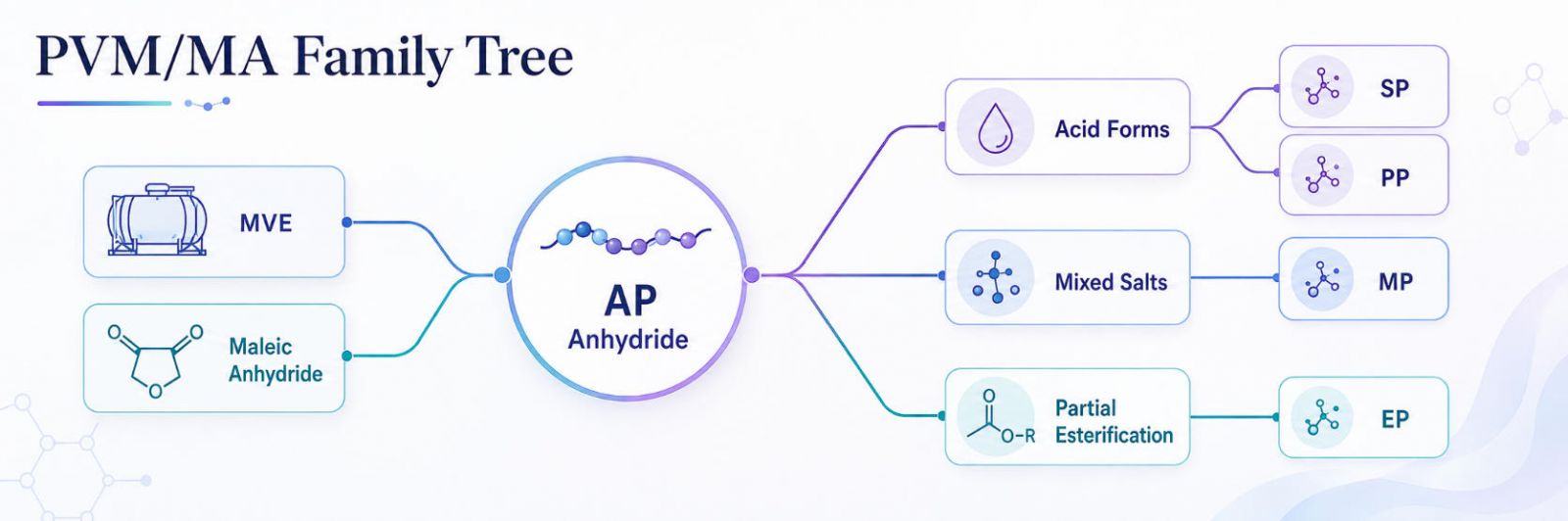 PVM/MA family tree: MVE + maleic anhydride → AP anhydride → acid forms (SP/PP) → mixed salts (MP) → partial esterification (EP).